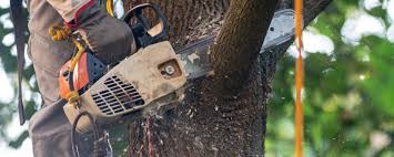 How Our Tree Care Process Works  in  Twentynine Palms, CA