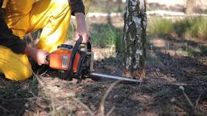 Leaf Removal in Twentynine Palms, CA